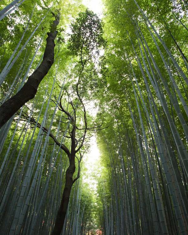 Denim Shirt Dress - Image 2