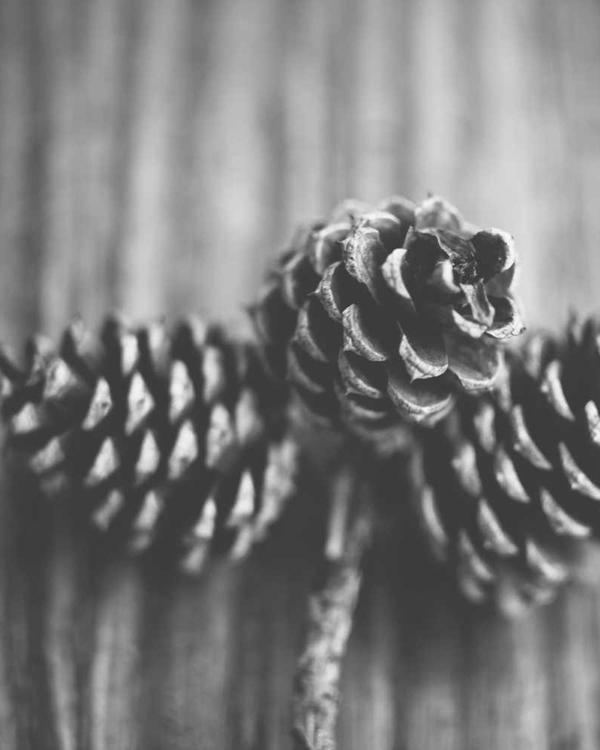 Dusty Rose Midi - Image 2