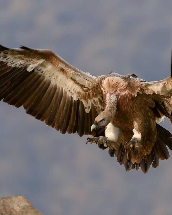 Platform Wedge - Image 3