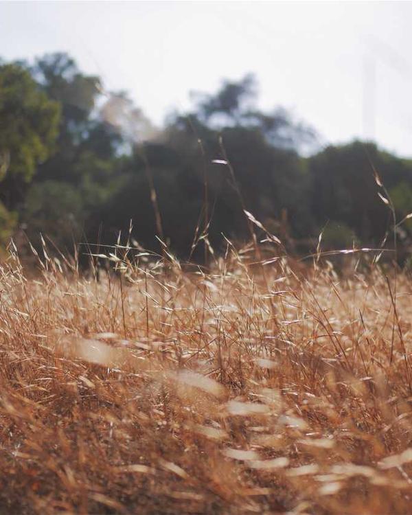 Botanical Silk Scarf