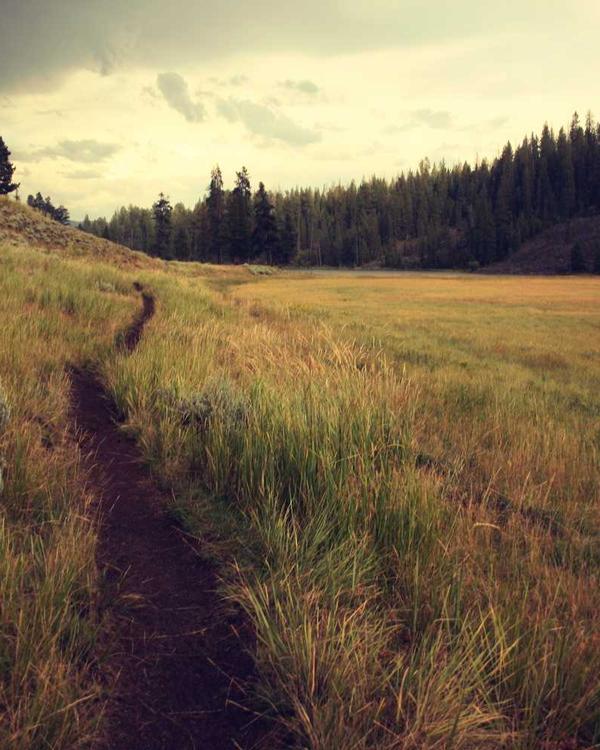 Botanical Silk Scarf - Image 2